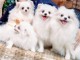 Adorables chiots spitz disponible pour adoption