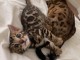 Adorables chatons bengal disponible de suite 