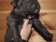 magnifique chiot cane corso à donner