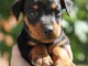 A DONNER Splendide chiot type pinscher