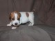 A donner magnifique Chiot type Jack Russel