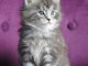 Adorable Bébé chaton femelle type maine coon à donner