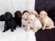 Chiots Labradoodle F1 Standard disponible de suite