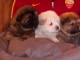 Magnifiques Chiots Chow Chow Pure Race 