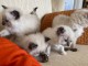 Superbes Chatons Ragdoll