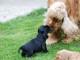 Superbes Chiots Cocker Spaniel Anglais Pure Race