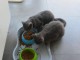  Superbes Chatons Chartreux Pure Race Pedigree