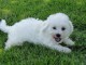 Chiot bichon frise femelle A DONNER