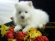 A DONNER adorable chiot femelle spitz nain femelle