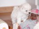 Splendide chiot  de type Bichon Frisé A donner