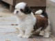 Magnifique  chiot Shih tzu à donner