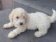 Magnifiques chiot bichon maltais