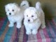 bichons maltais pure race