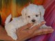 Adorable chiots bichon maltais disponible