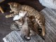 Superbes chatons Bengal 