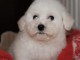 magnifique bichon frisé disponible. 