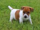 Chiot jack russell inscrit au CKC a donner