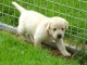 Chiots labradors CKC a donner