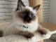 Magnifique chaton Ragdoll en adoption