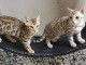 Nos chatons Bengal disponible