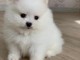 magnifique chiot Spitz lof a donner