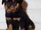 chiot rottweiler a donner contre bon soin