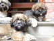 Superbes Chiots Lhassa Apso Pure Race