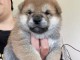 Adorable chiot Shiba Inu à donner