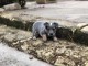 Magnifique chiot Bouvier australien à donner 