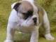 Magnifique  chiot  Bulldog Anglais à donner