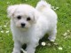 Adorable chiot   Bichon frise a donner