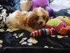 A DONNER chiot Cavalier King Charles femelle