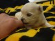 Superbes chiots Maltese LOF dispo de suite