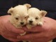 Superbes chiots Maltese LOF dispo de suite