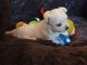 Superbes chiots Maltese LOF dispo de suite