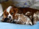 Adorables Chiots Cavaliers King Charles Pure Race