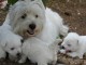 Adorables Chiots Westie Pure Race