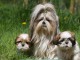 Superbes  Chiots Shih Tzu Pure Race