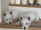 Chiots male et femelle westie a donner