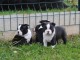 Magnifique chiots Boston Terrier