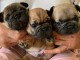 chiots type Bouledogue français Disponible de suite