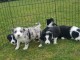 Magnifiques Chiots Border Collie Pure Race