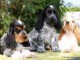 Superbes Chiots Cocker Spaniel Anglais Pure Race