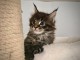 Suoerbe chat maine coon