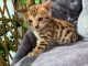 Portée de 4 splendide chaton Bengal