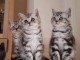 Chatons bengal pour adoption