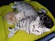 Chatons bengal pour adoption