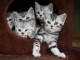 Chatons bengal pour adoption