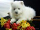 Magnifique chiots spitz Nain