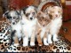 Chiots bergers  australien pure races 